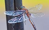 Dragonfly_26911
